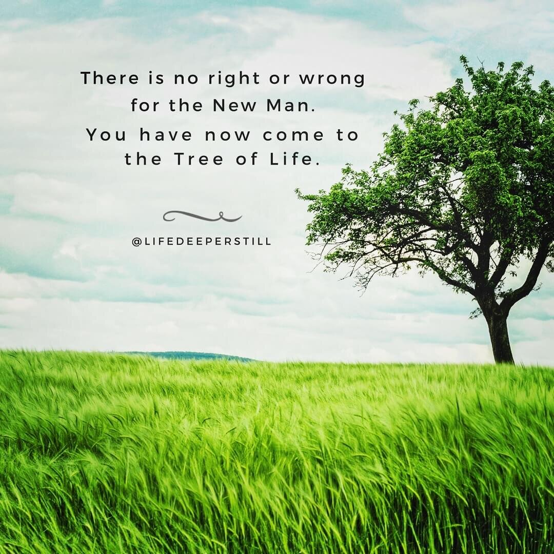 tree-of-life-new-man-lifedeeperstill-blog-new-man.jpg